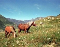 Pyrenees Horses