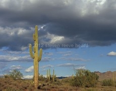 Cactus and Clouds