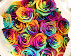 Multi-Color Roses