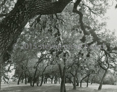 Old Oak Trees